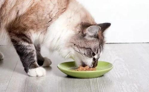 娱乐吃瓜酱猫咪视频大全,娱乐吃瓜酱带你领略喵星人的趣味世界