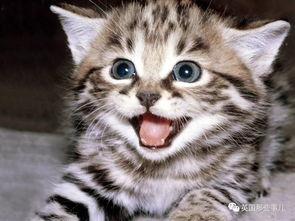 娱乐吃瓜酱猫咪视频大全,娱乐吃瓜酱带你领略喵星人的趣味世界