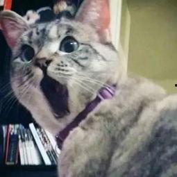 娱乐吃瓜君猫,揭秘吃瓜君猫背后的故事