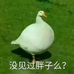 娱乐吃瓜鹅鸭视频,鹅鸭视频带你领略娱乐圈新鲜趣事