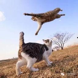 娱乐吃瓜猫捉鸟小说,娱乐圈的奇幻食梦之旅