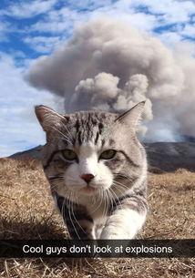 娱乐吃瓜猫捉鸟小说,娱乐圈的奇幻食梦之旅