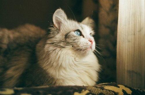 娱乐吃瓜酱猫传腹,揭秘网红猫咪的健康危机