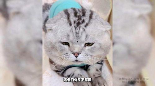 娱乐吃瓜酱小猫刀,揭秘娱乐圈背后的刀光剑影