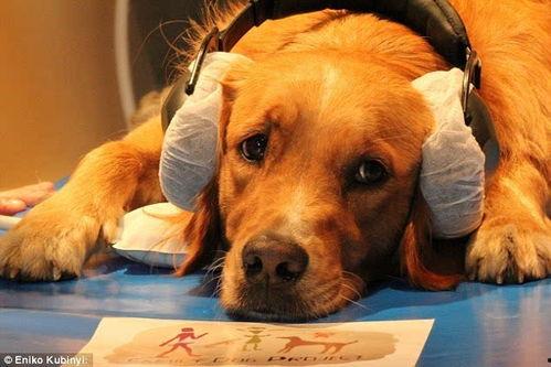 假如狗会说话娱乐吃瓜酱,娱乐吃瓜酱带你领略狗狗界的趣味日常