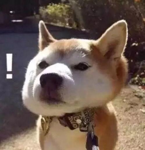 娱乐吃瓜君傻狗日常