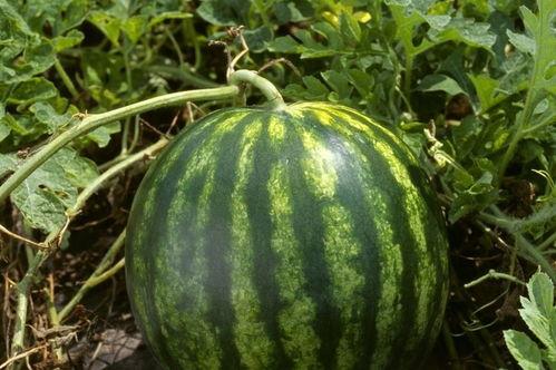 今日吃瓜每日吃瓜热门大瓜娱乐,娱乐圈风云再起，吃瓜群众热议不断